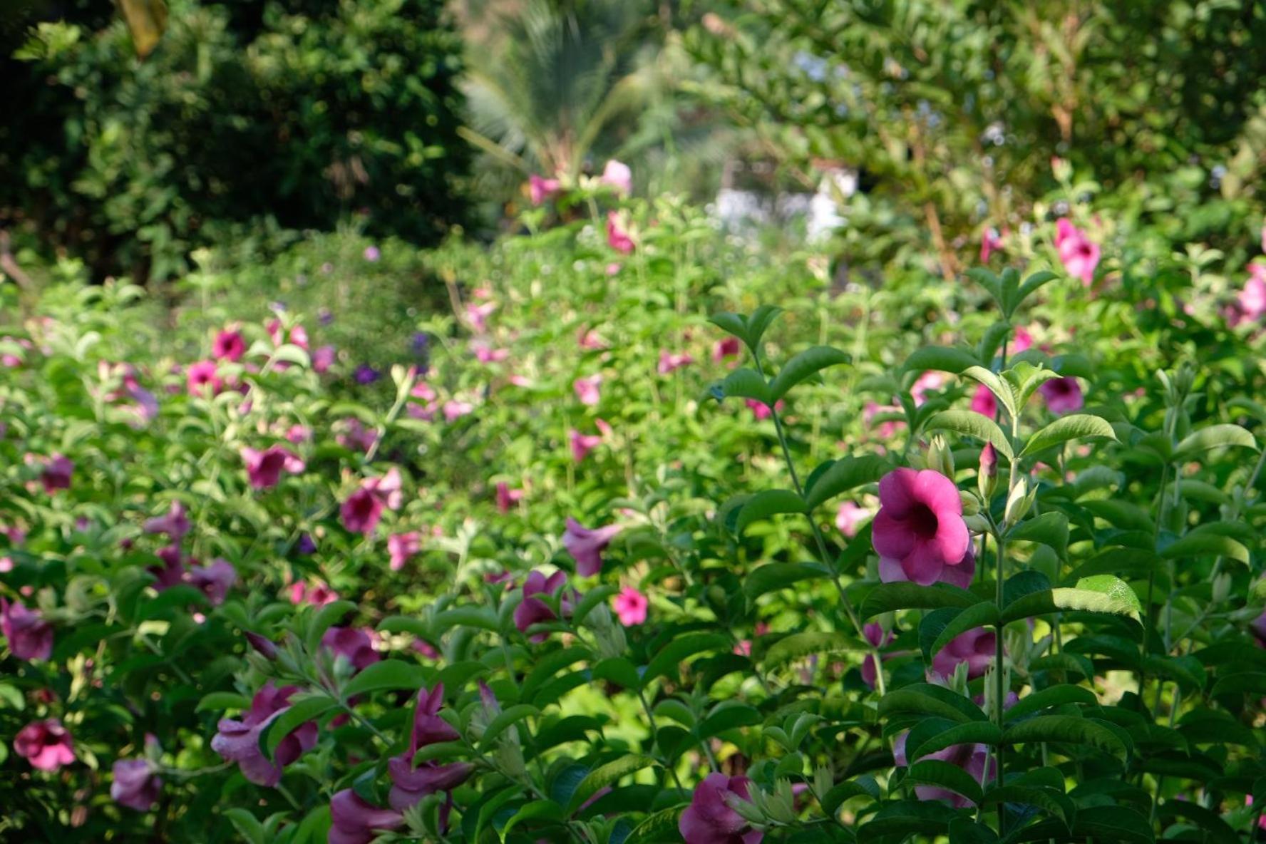 Bungalow - Farmstay Hoa Rung U Minh Cà Mau المظهر الخارجي الصورة